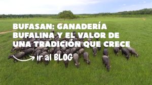 Ganadería bufalina