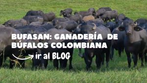 Ganadería colombiana
